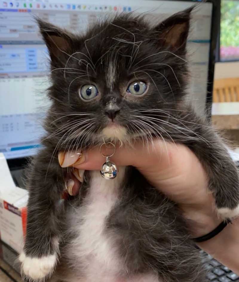 veterinarians Birmingham