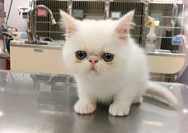 Carousel Slide 3: Cat veterinary exams