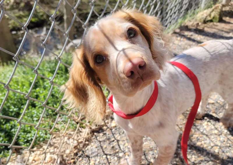 Carousel Slide 3: Pet boarding services