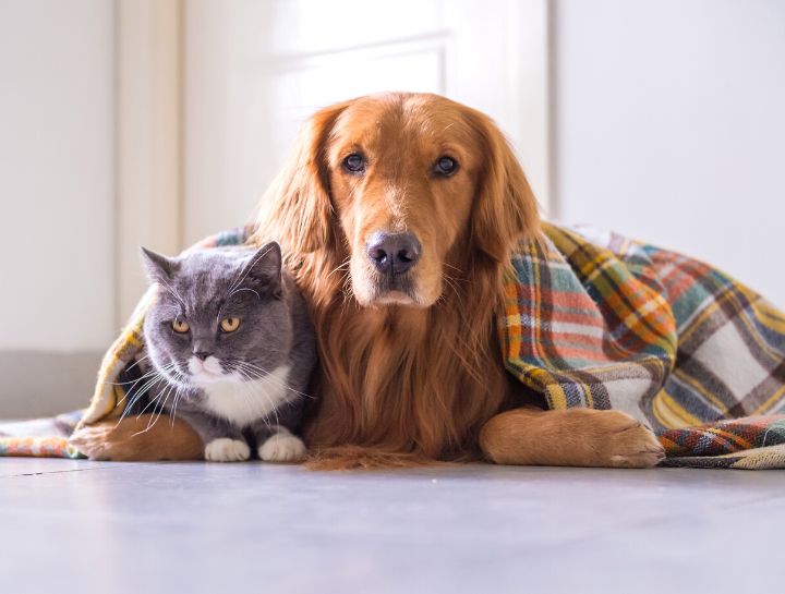 Birmingham Vet Exams