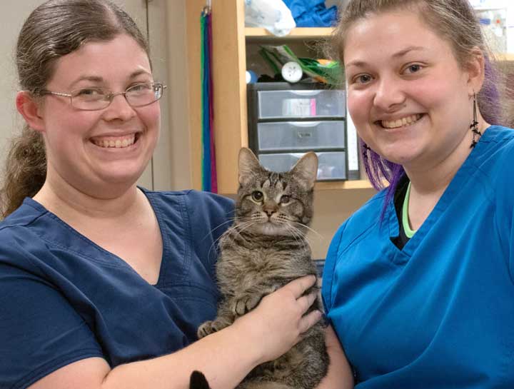 Preventive Care for Cats