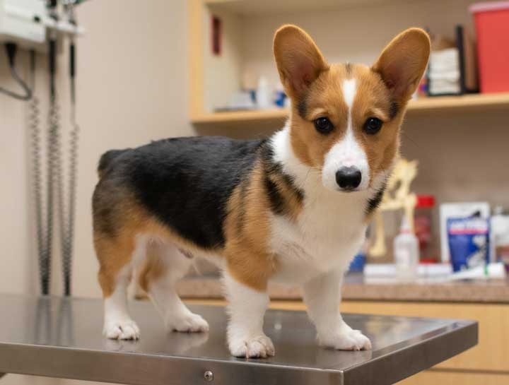 Preventive Care for Dogs